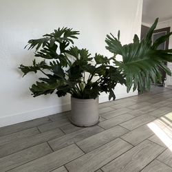 Monstera Plant