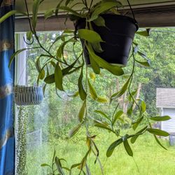 Pitcher Plant House Plant