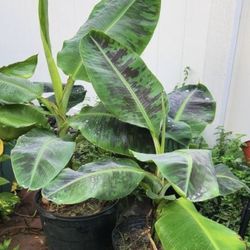 RED BANANA PLANT IN PLASTIC POT FOR SALE IN LARGO