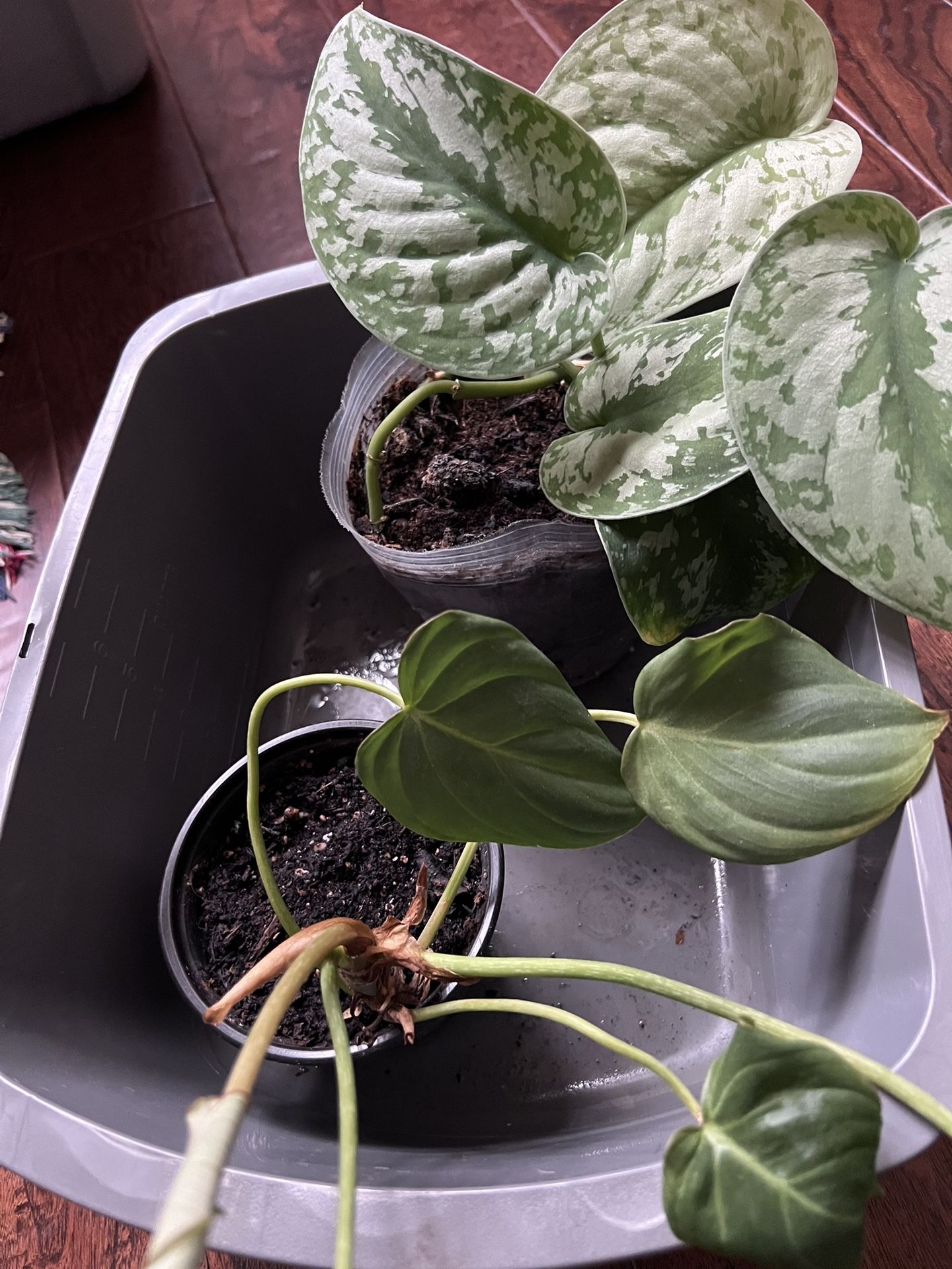 Satin photos And Philodendron Columbia Platinum