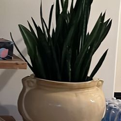 Large Snake Plant And Pot