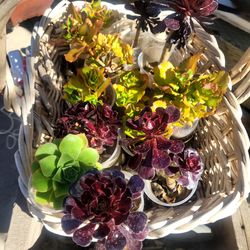 2 for $5 pickup in Manteca