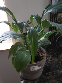 White Premium Sympathy Peace Lily - Indoor Plants House