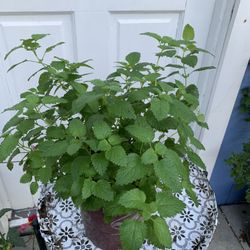 Lemon Balm