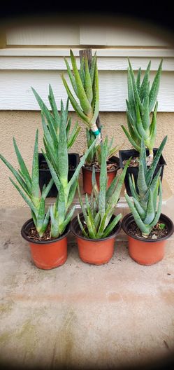 6 Aloe Vera Plants