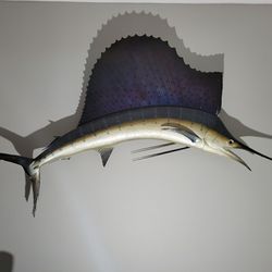 Vintage Taxidermy Sailfish