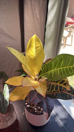 Croton (Euphorbiaceae)