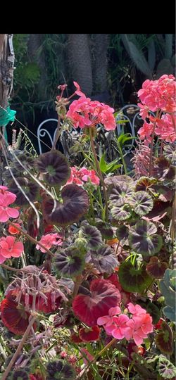 Geranium de coleccion