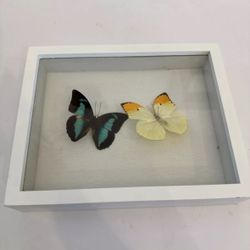 Two Dried Butterfly  Anteos menippe Orange Sulphur Prepona Demophon Peru 11x9