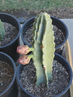 Peruvian apple cactus.