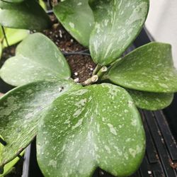 Hoya Kerrii Splash