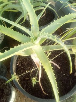 Beautiful Aloe Vera Plant – Perfect for Home or Garden 🌿
Hermosa Planta de Aloe Vera 🌿