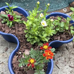 🌼–Dianthus, Impatiens, Marigold & Daisy 🌼