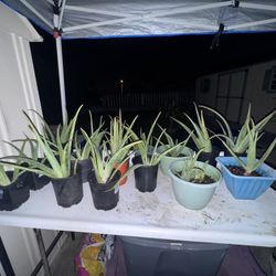 Aloe Vera Plants $3-15