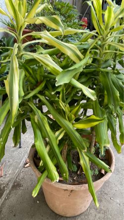Planta de venta