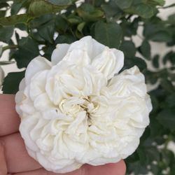Climbing Rose Blooming Plant, In 5 Gallóns Pot Pick Up Only