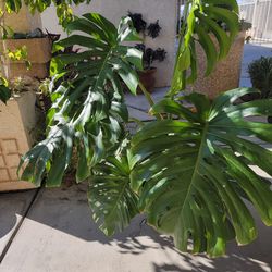 Monstera Deliciosa Plant