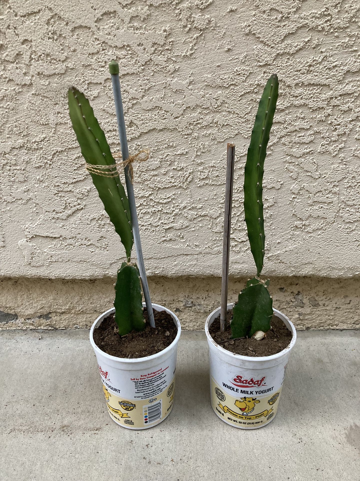 Red Magenta Purple Fully Rooted Potted Dragon Fruit Plants, Organically Grown