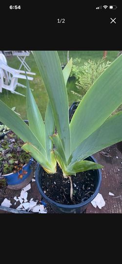 Two Bearded Iris Bulbs