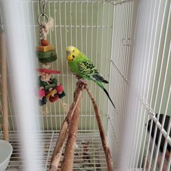  Cage, Food And Accessories