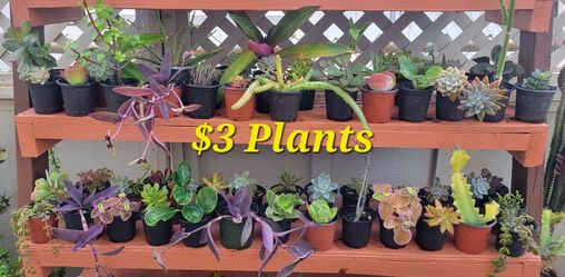 $3 🌿Plants- Succulent, Jade,Cactus