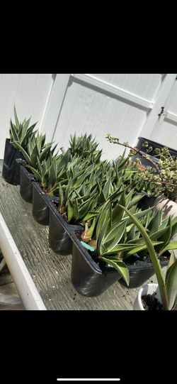 Baby Agave Angustofolia 