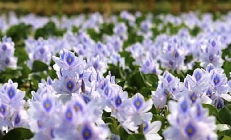 20 water hyacinths plant bundle