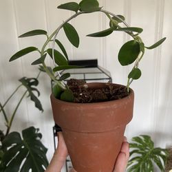 Hoya House Plant 