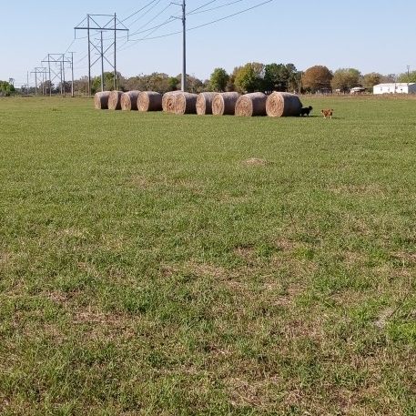 Hay And Cow Feed