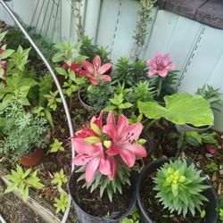 Tengo Muchas Plantas De Estas A Solo 8 Dollar 