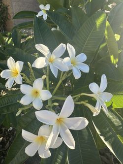 Large Plumeria Frangipani Tree