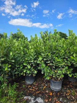huge clusias over 6 feet tall  Instant  privacy Hedge for fence