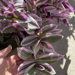 Tradescantia Nanouk plant CUTTINGS-2 STEM cuttings for $5