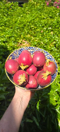 Purple Passion Fruit