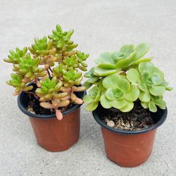 Succulents plants 🪴（2 for $5）