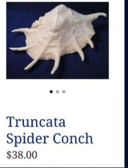 116 decorative art seashells will not separate