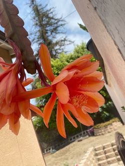 Epiphyllum