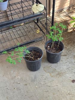 Moringa plants