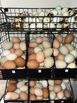 Farm Fresh Eggs