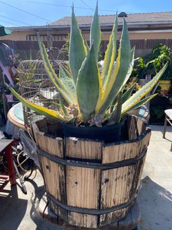 Large Variegated Agave Plant in Pot