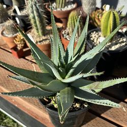 Aloe glauca Small Variety