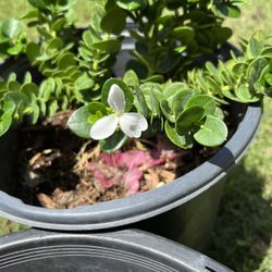 5 Gal Boxwood Beauties