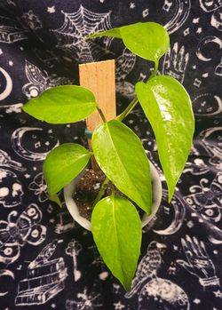 Pothos