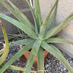 Aloe Vera Plant