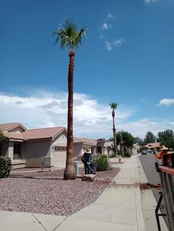 Palm Trees