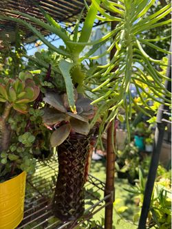 Cute Succulent