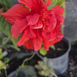 Red Rose Hibiscus