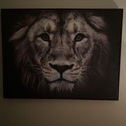 Black and White Lion Canvas Poster Horizontal “30 1/2 in.” L x “40 in. W”