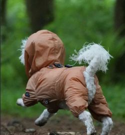 Dog clothes