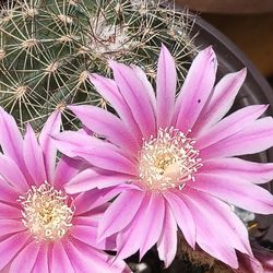 Beautiful Pink Cactus.
